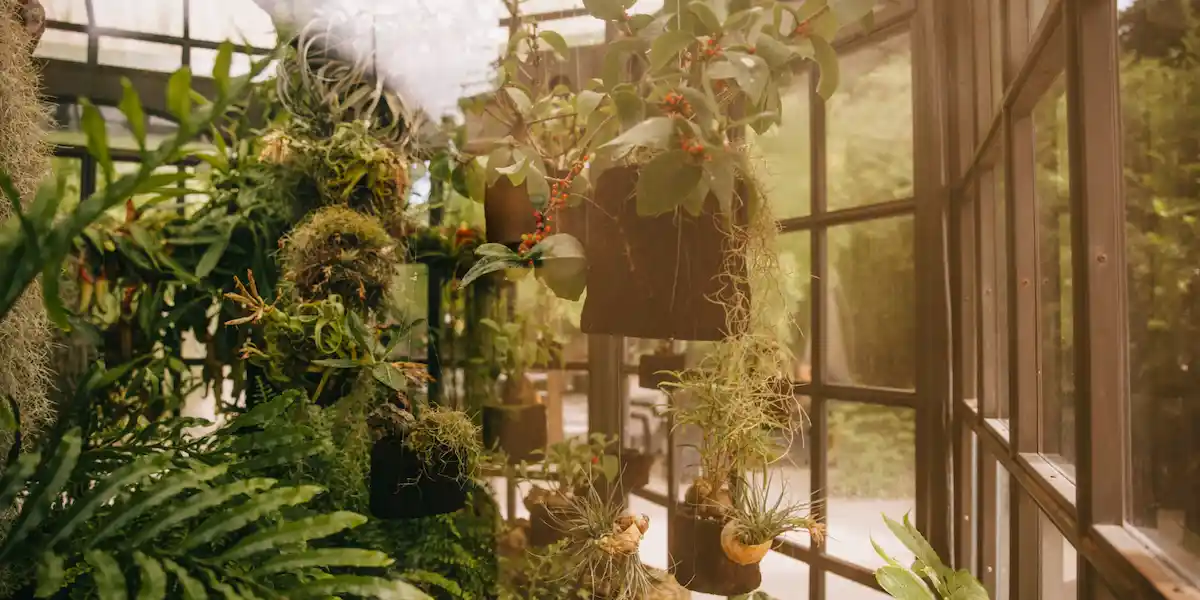 Lush hanging potted plants clustered in a light‑filled greenhouse, showcasing natural wellness cues