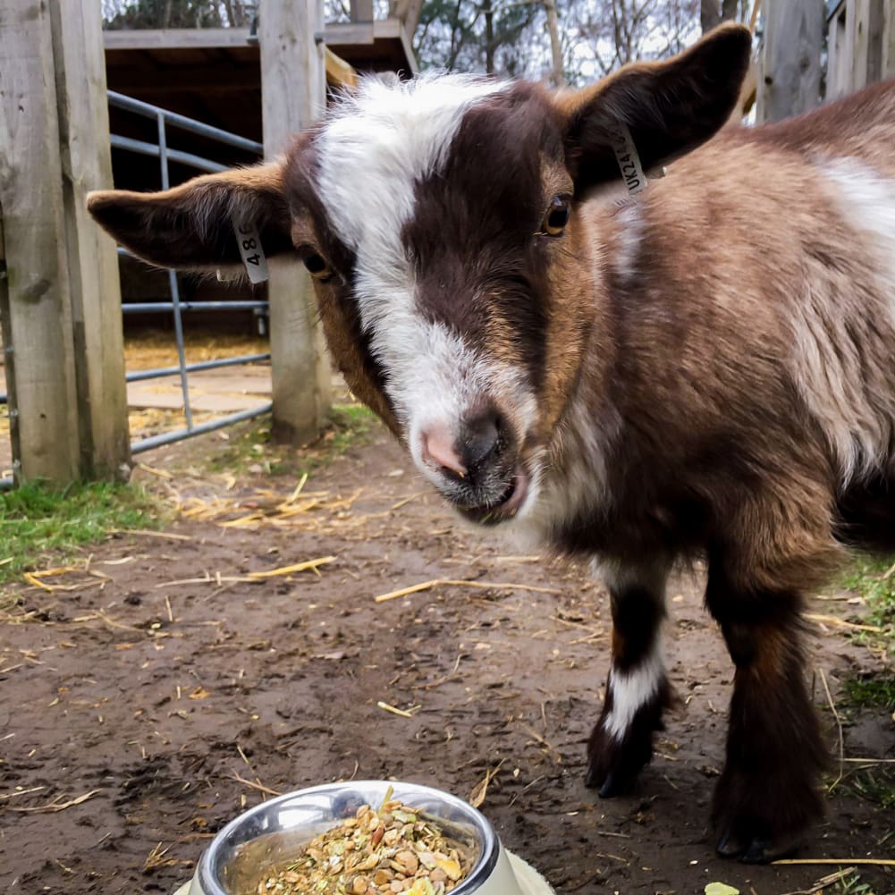 Family Goat Walk