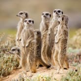 Thumbnail 6 - Meerkat Encounter Experience for Two