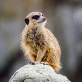 Thumbnail 7 - Meerkat Encounter Experience for Two
