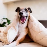 Thumbnail 2 - Dog Friendly Hotel Stay 