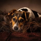 Thumbnail 1 - Pet Portrait Voucher