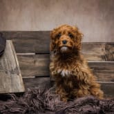 Thumbnail 3 - Pet Portrait Voucher