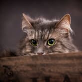 Thumbnail 4 - Pet Portrait Voucher
