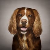 Thumbnail 5 - Pet Portrait Voucher
