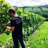 Thumbnail 3 - English Vineyard Discovery