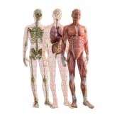 Thumbnail 3 - Human Anatomy Layer Puzzle