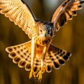 Thumbnail 2 - Bird Photography Experience 