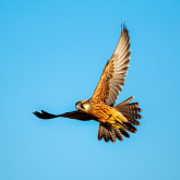 Thumbnail 3 - Bird Photography Experience 