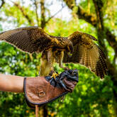 Thumbnail 5 - Bird Photography Experience 