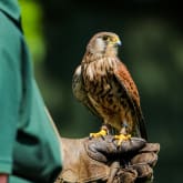Thumbnail 8 - Bird Photography Experience 