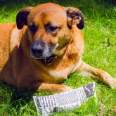 Thumbnail 3 - Fake News Dog Toy
