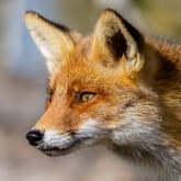 Thumbnail 1 - Fox Encounter for Two at Ark Wildlife Park