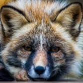 Thumbnail 5 - Fox Encounter for Two at Ark Wildlife Park