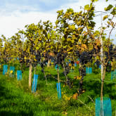 Thumbnail 2 - Sedlescombe Vineyard Tour for Two