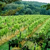 Thumbnail 3 - Sedlescombe Vineyard Tour for Two