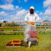 Thumbnail 1 - Half Day Beekeeping Experience For Two at More Bees Please 