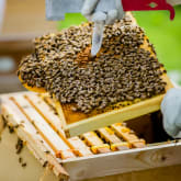 Thumbnail 6 - Hiver's Rural Beekeeping and Beer Tasting