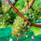 Thumbnail 9 - Vineyard Tour and Tasting at Chafor Wine Estate