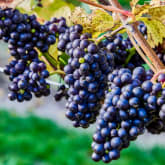 Thumbnail 5 - Tour & Picnic for Two at Wildshark Vineyard