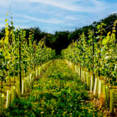 Thumbnail 6 - Tour & Picnic for Two at Wildshark Vineyard