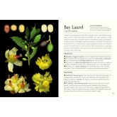 Thumbnail 3 - Pocket Book of Plants that Heal: The Illustrated Herbarium