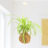 Thumbnail 1 - The Art Of Kokedama DIY Planter Kit