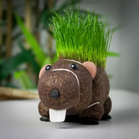 Grow Your Own Hairy Beaver