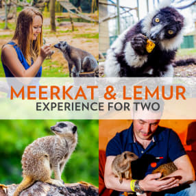 Meerkat and Lemur Experience for Two