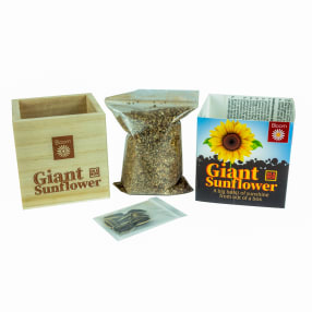 Grow Your Own Giant Sunflower