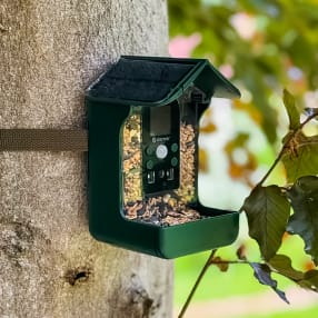 Bird Feeder with Integrated Camera
