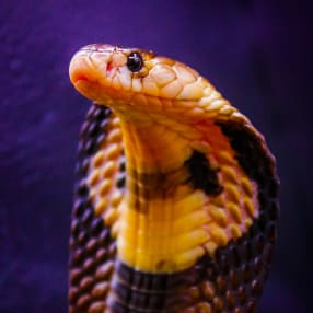 Venomous Snake Tour 