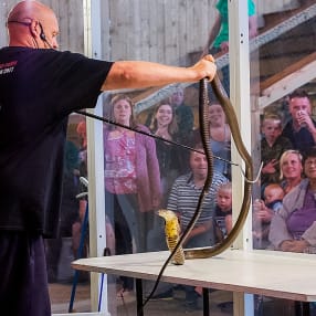 Venomous Snake Show