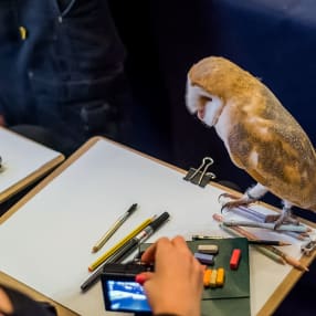 Wild Life Drawing Class in London For Two