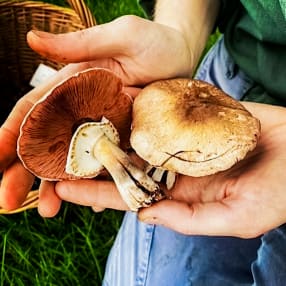 Wild Foraging Experience & Seasonal Feast