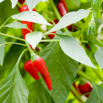 Chilli Tasting Experience For Two