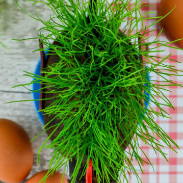 Grow Your Own Hairy Cockerel