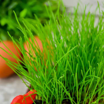 Grow Your Own Hairy Cockerel