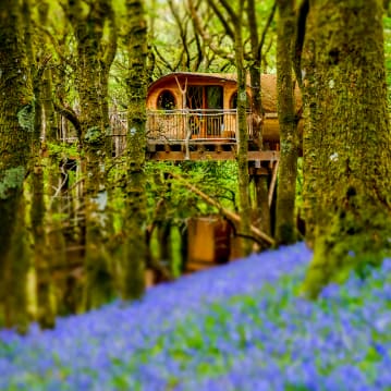 Two Night Family Tree House Escape