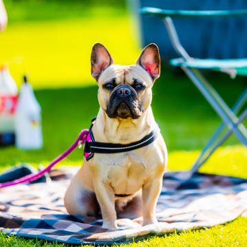 Dog Friendly Hotel Stay 