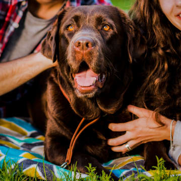 Dog Friendly Hotel Stay 