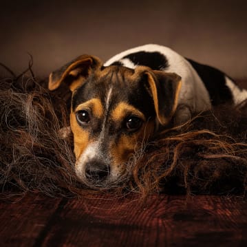 Pet Portrait Voucher