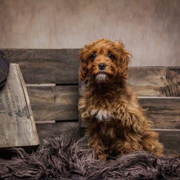 Pet Portrait Voucher
