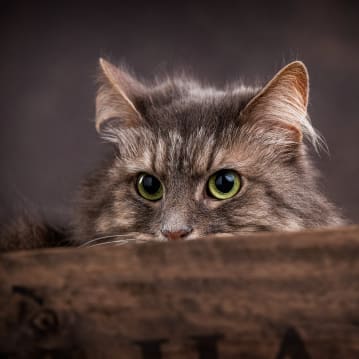 Pet Portrait Voucher