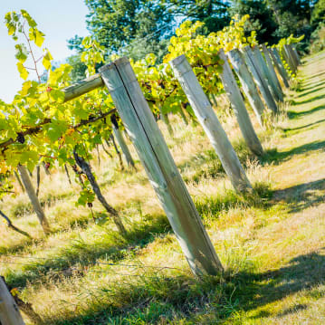 Vineyard Tour and Tasting for Two at Stanlake Park Wine Estate