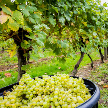 English Vineyard Discovery