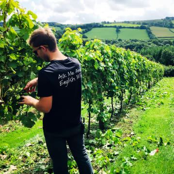 English Vineyard Discovery