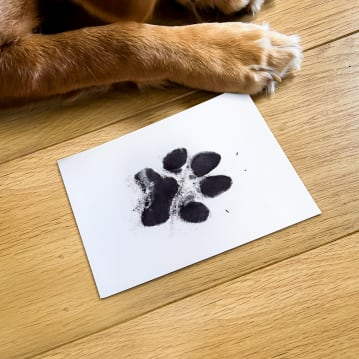 Puppy's First Keepsake Box