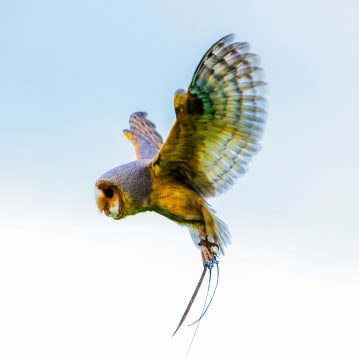 Bird Photography Experience 