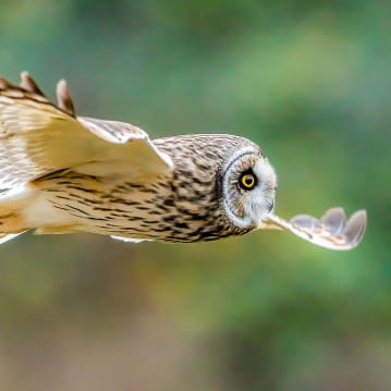 Bird Photography Experience 